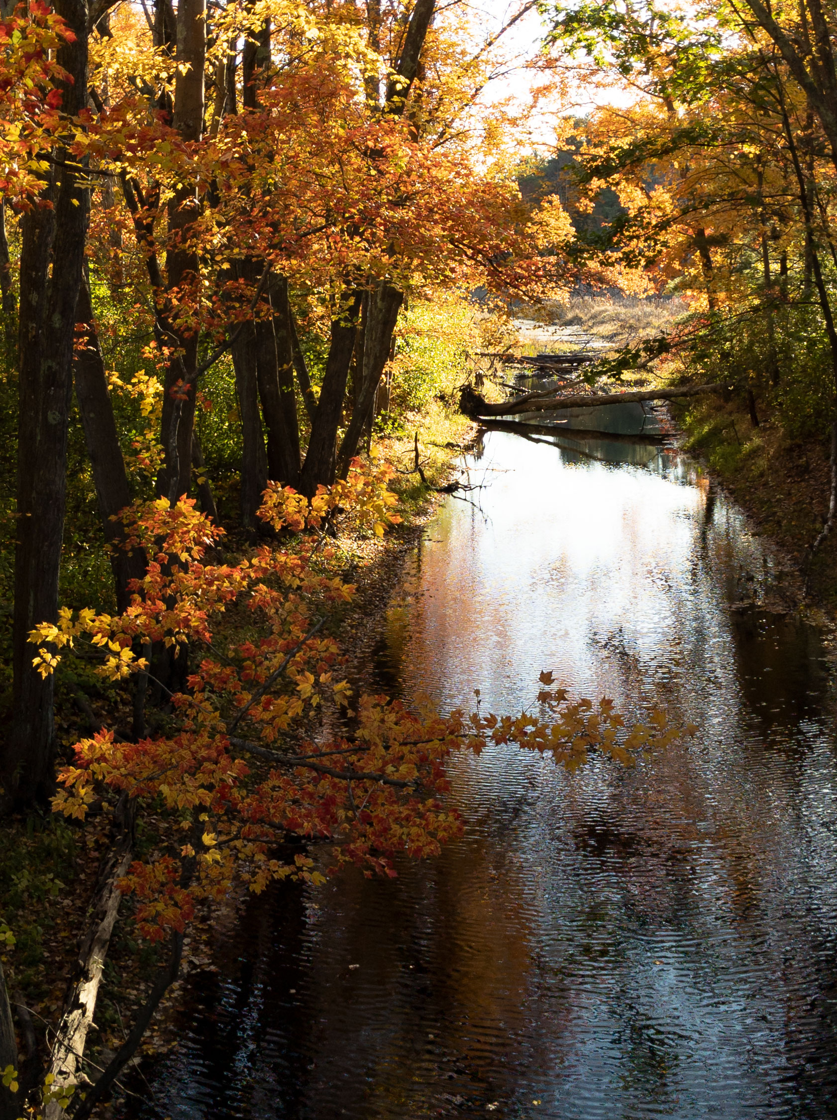 Fall afternoon in Ashland State Park